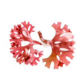 Caleido ASZTAXANTIN gélkapszula 60 db